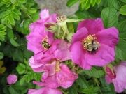 Rosa rugosa bee