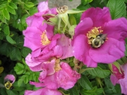 Rosa rugosa bee