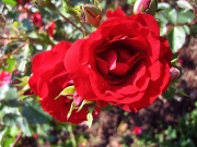 Cabot Rosa