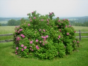Greensboro Rosa rugosa