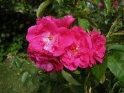 Greensboro roses