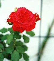rose at Beth's