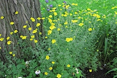 Anthemis marguerites & rose