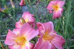 Hemerocallis 'Rosy Image'