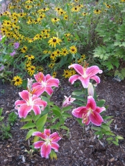 Lilium & Rudbeckia