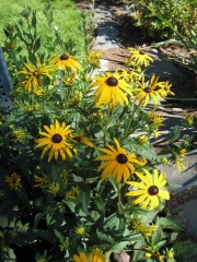 Rudbeckia Goldsturm