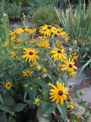 Rudbeckia Goldsturm