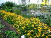 Rudbeckia Goldsturm
