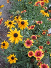 Rudbeckia & Gaillardia