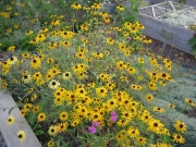 Rudbeckia hirta IMG_0215