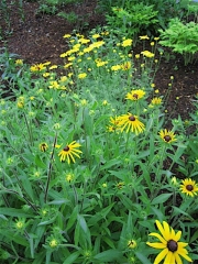 Rudbeckia hirta