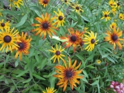 Rudbeckia hirta mixed colors
