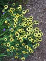 Rudbeckia hirta yellow form