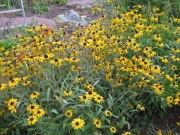 Rudbeckia hirta en masse