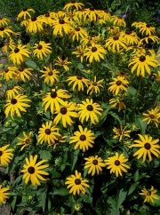 Rudbeckia Goldsturm