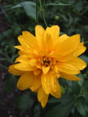 Rudbeckia golden glow