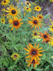 Rudbeckia mixed colors