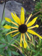 Rudbeckia spatulate petals