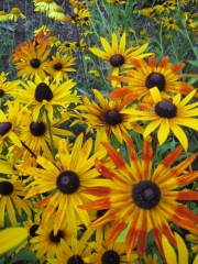 Rudbeckias mixed colors