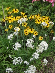 garlic chives & Rudbeckia