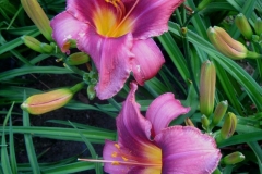 Hemerocallis 'Russian Rhapsody'