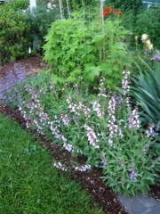 Salvia officinalis