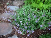 Salvia officinalis
