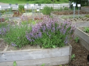 Salvia officinalis