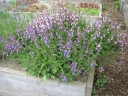Salvia officinalis