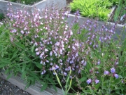 Salvia officinalis culinary sage