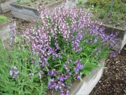Salvia culinary sage in bloom