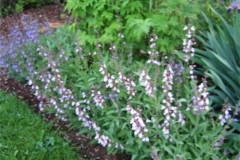 Salvia officinalis