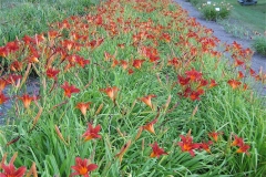 Hemerocallis 'Sammy Russell'