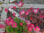 Saxifraga x hybrida 'Purple Robe'