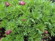 Saxifraga in bud