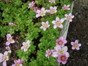 Saxifraga