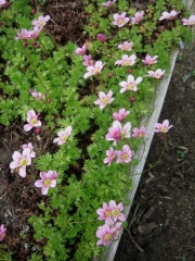 Saxifraga
