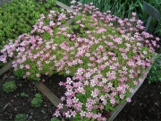 Saxifraga full bloom