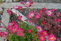 Saxifraga x hybrida 'Purple Robe'