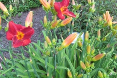 Hemerocallis 'Scarlock' first blooms