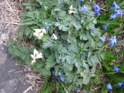 Scilla sibirica & Dicentra cucularia Siberian squill & Dutchman's breeches