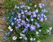 Scilla sibirica & Chionadoxa Siberian squill & snow glories