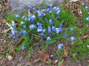 Scilla sibirica Siberian squill