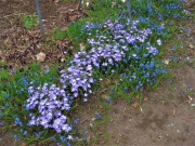 Scilla sibirica & Chionadoxa Siberian squill & snow glories