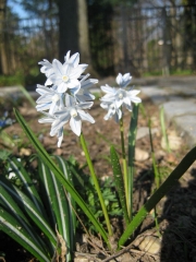 Scilla sibirica white form closeup