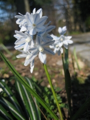 cilla sibirica white form in full bloom