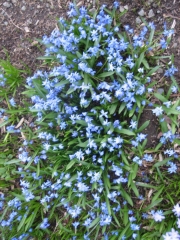 Scilla sibirica Siberian squill, naturalized