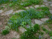 Scilla sibirica Siberian squill, naturalized