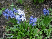 Scilla hispanica Spanish bluebells