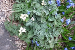Scilla sibirica & Dicentra cucularia Siberian squill & Dutchman's breeches